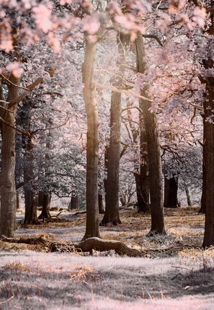 Magical blooming forestの写真素材