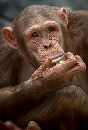 Closeup portrait of a chimpanzee eatingの写真素材