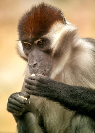 Closeup portrait of a mangabey monkey eating