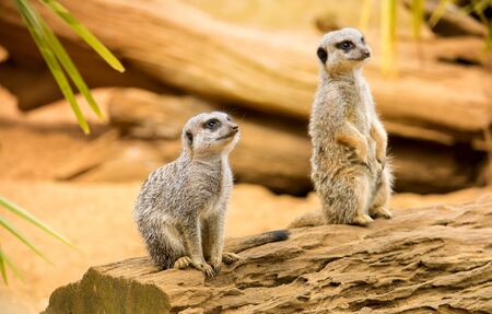 Cute meerkats standing on a wooden logの写真素材