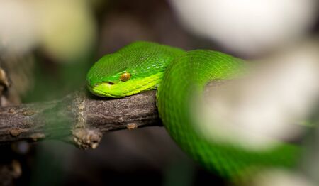 Closeup image of a green python on a tree branchの写真素材