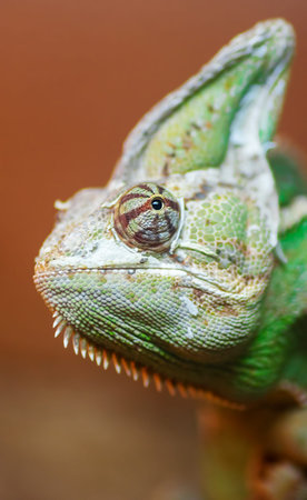 Closeup image of a green chameleon head.