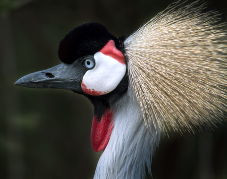 Closeup portrait of a beautiful crowned craneの写真素材