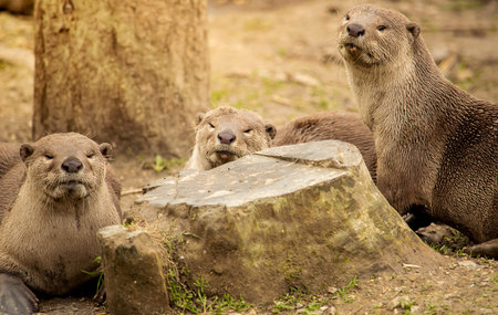 Three cute otters relaxing between the trees.