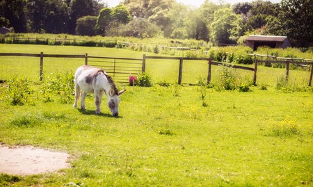 White donkey grazing in the sunshine on the green field.の写真素材