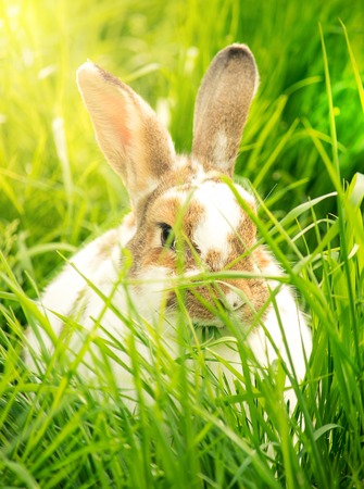Cute rabbit in the grassの写真素材