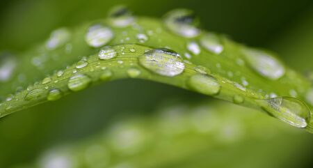 Closeup macro of fresh raindrops on the green grassの写真素材