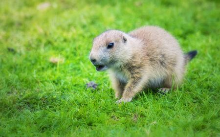 Cute baby prairie dog walking in the fresh green grassの写真素材