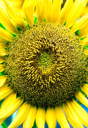 Closeup image and detail of a large ripe sunflowerの写真素材