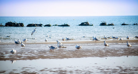 Landscape of a sandy beach at sunset filled with seagulls
