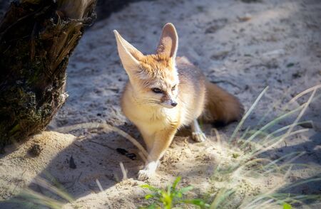 Cute fennec fox standing in the white sandの写真素材