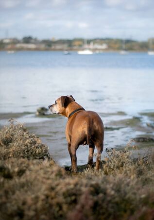 Staffordshire bull terrier dog looking at the river in the natureの写真素材