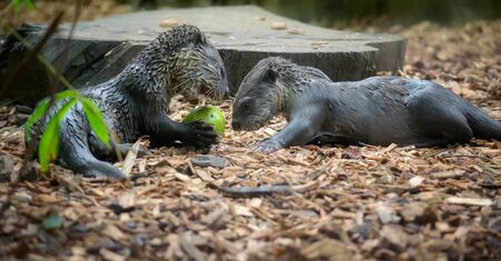 Cute baby otters eating a green appleの写真素材