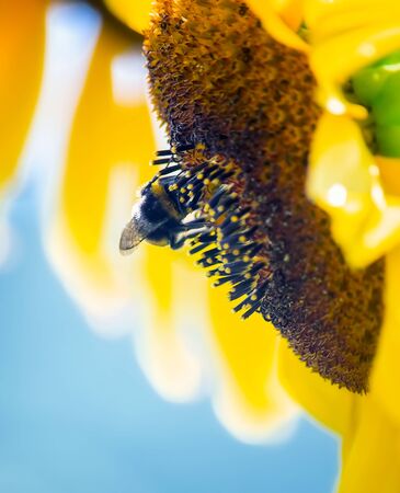 Bumblebee sitting on a large ripe yellow sunflowerの写真素材