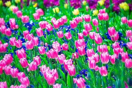 Garden full of vibrant tulips and colorful flowers at spring timeの写真素材