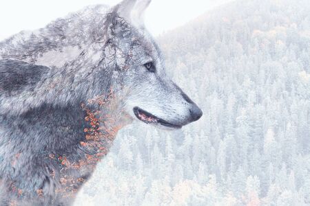 Double exposure image of a grey wolf and the forestの写真素材