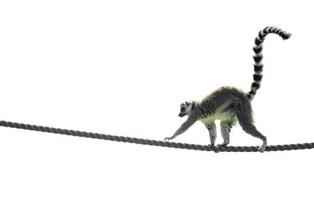 Lemur climbing on a ropeの写真素材