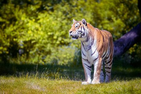 Siberian tiger in the natureの写真素材