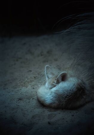 Fennec fox sleeping at nightの写真素材