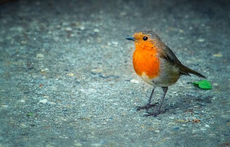 Robin with orange face and breastの写真素材