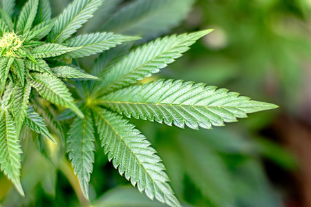 Closeup image of a cannabis plant