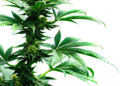 Marijuana plant on a white backgroundの写真素材