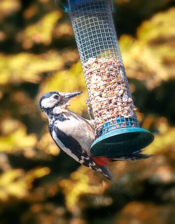 The great spotted woodpecker feedingの写真素材