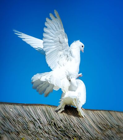 White doves mating on the roofの写真素材