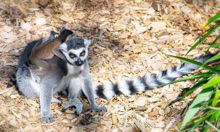 Lemur with its baby on the backの写真素材