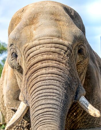 Closeup african elephant head portraitの写真素材