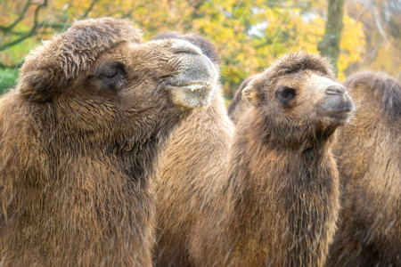 Bactian camels standing in the rain