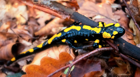 Fire salamander in the nature between the autumn leavesの写真素材