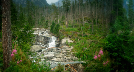 Beautiful forest with a waterfall in the High Tatra mountainsの写真素材