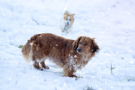 Cute dogs playing in the white snowの写真素材