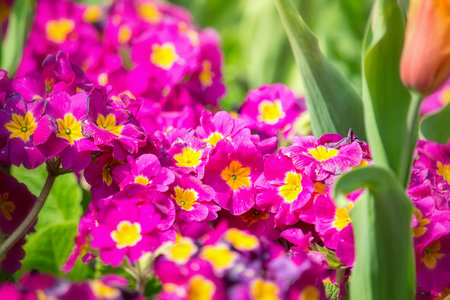 Dark pink primrose flowers blooming in the springの写真素材