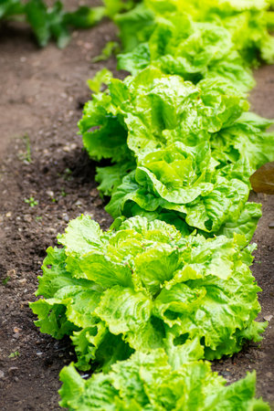 Fresh green lettuce growing on the farmの写真素材