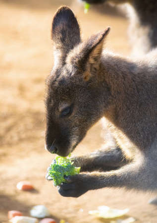 Cute wallaby eating a piece of broccoliの写真素材