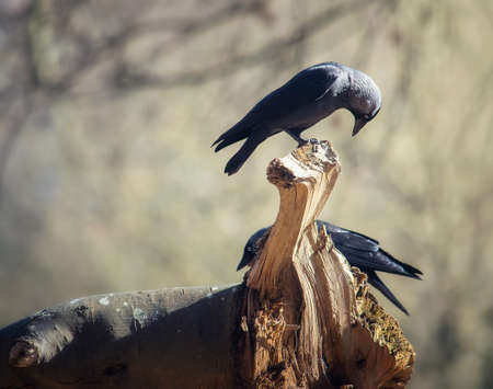 A pair of Jackdaws in the nature.の写真素材