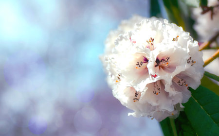 White Rhododendron flower blossoming at spring.の写真素材