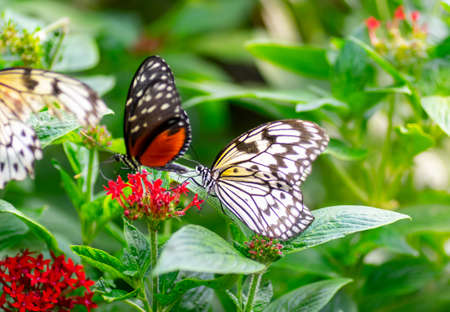 Butterflies on the flowers at spring timeの写真素材