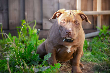 Brown American bulldog puppy sitting in the gardenの写真素材