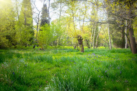 Sunny green forest landscape with bluebell flowers.の写真素材