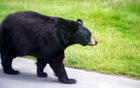 North American black bear walking on the roadの写真素材