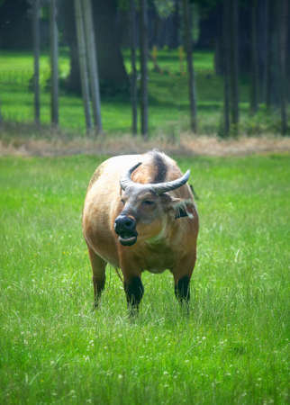 African dwarf forest buffalo grazing in the natureの写真素材