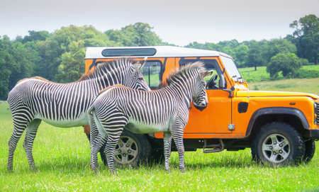 Ranger feeding zebras in a safari parkの写真素材