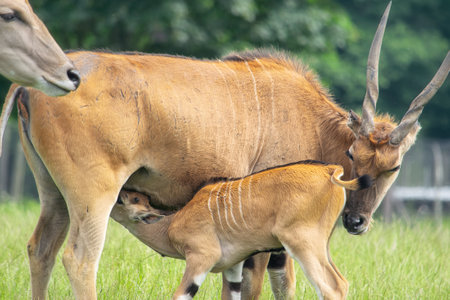 Baby Eland antelope sucking milk from its motherの写真素材