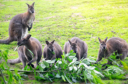Cute wallabies feeding on leaves from a branchの写真素材
