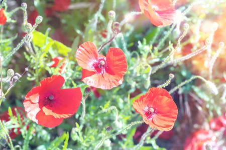 Red poppy flowers in the sunshine. Soft, pastel effect.の写真素材