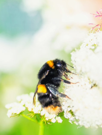 Macro of a bumblebee on a white flower