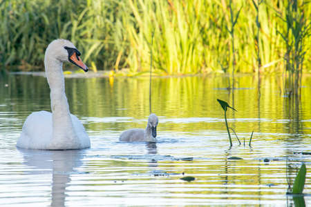 Swan swimming on a river with a cygnetの写真素材